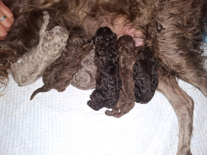 Perros Mudi en venta