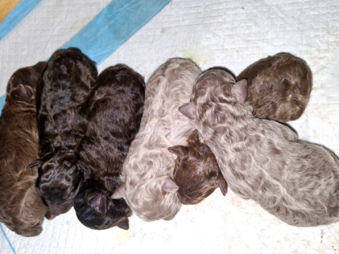 Perros Mudi en venta