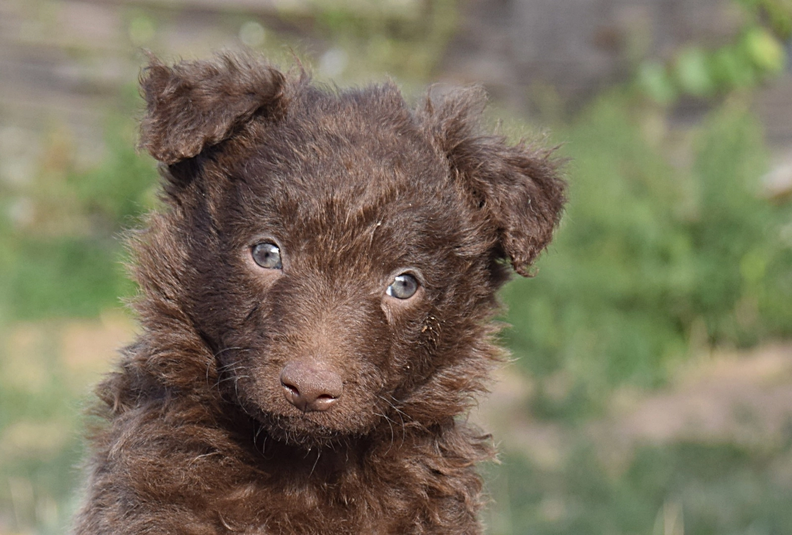 Shepherd Dog Hungarian Mudi Puppies Mudi Puppies For Sale Mudi