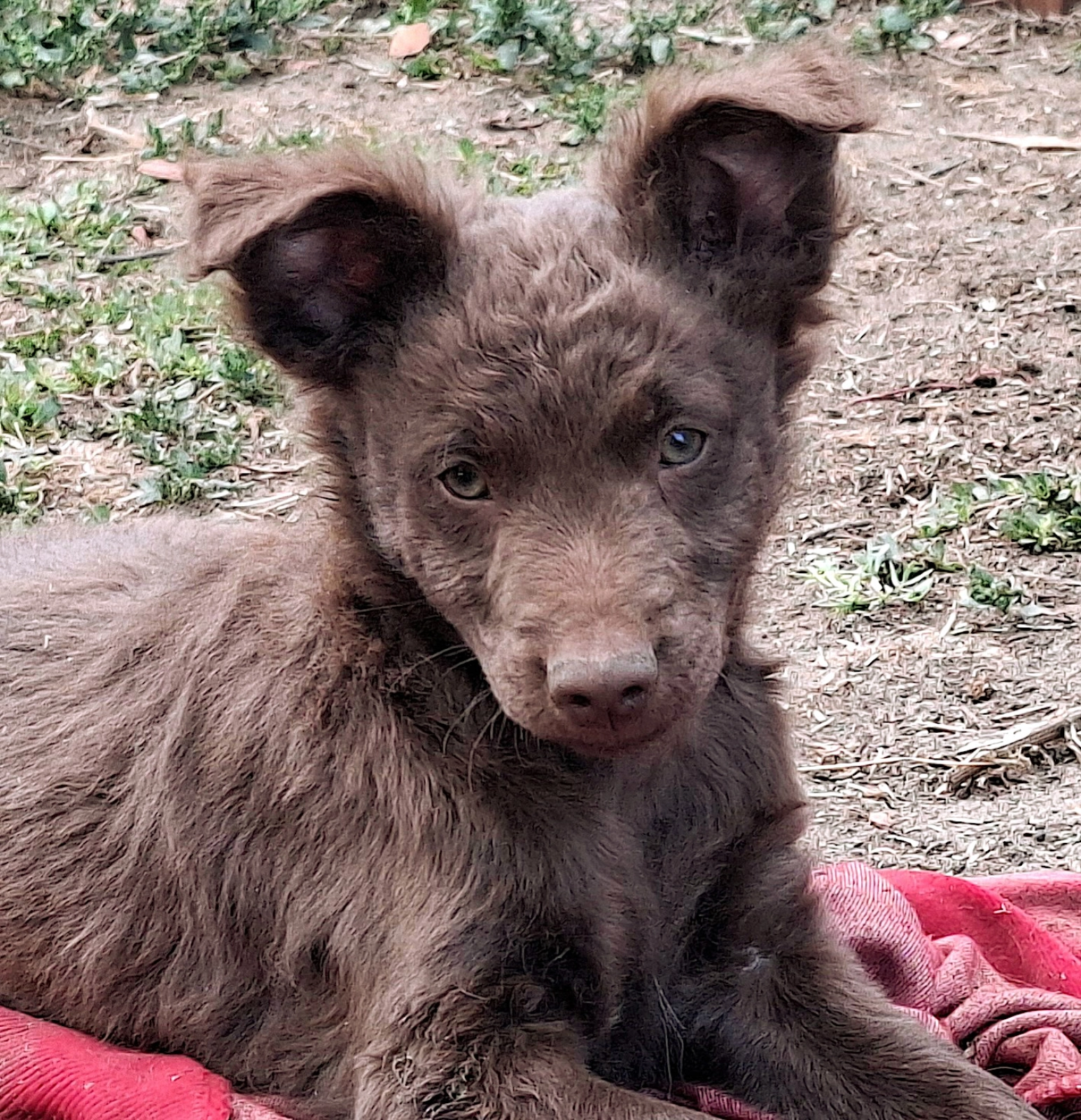 Laptop Mudi Puppy for sale EuroPuppy