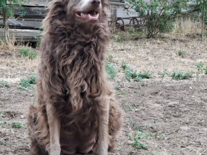 Perros Mudi en venta