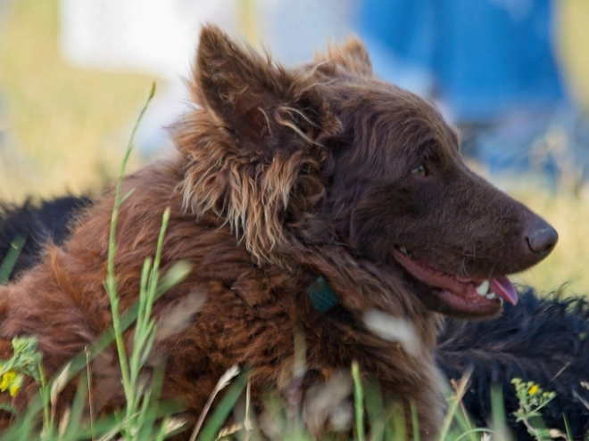 Perros Mudi en venta