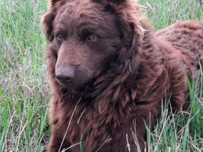 Perros Mudi en venta