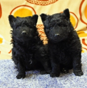 Perros Mudi en venta