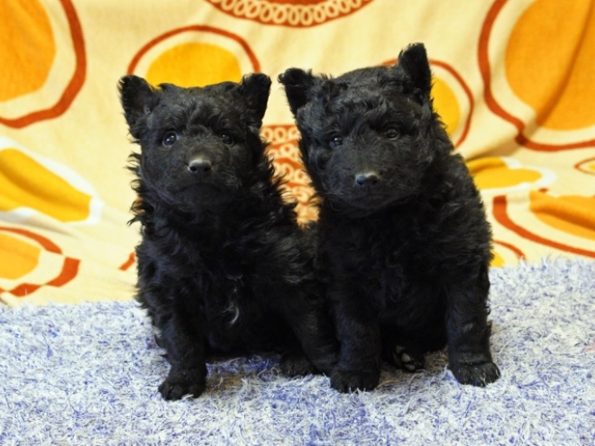 Perros Mudi en venta