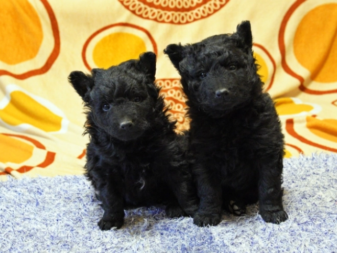 Perros Mudi en venta