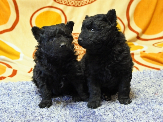 Perros Mudi en venta