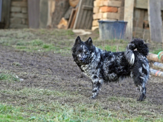 Perros Mudi en venta