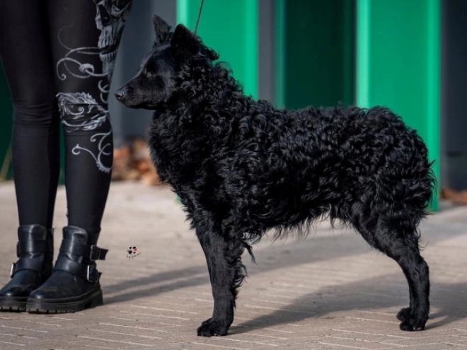 Perros Mudi en venta
