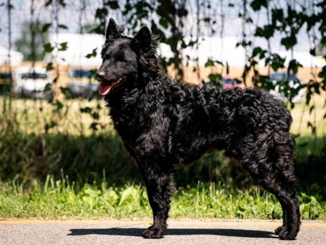 Perros Mudi en venta