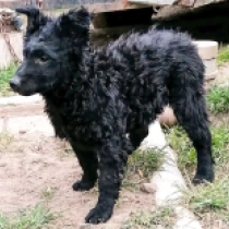 Mudi puppy for sale