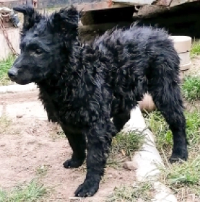 Perros Mudi en venta