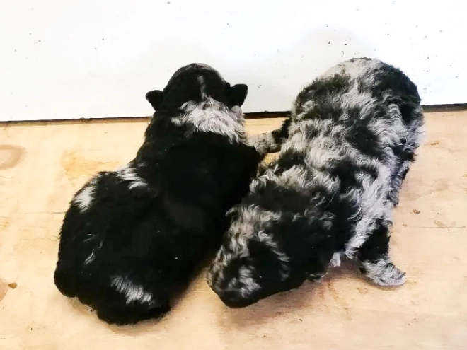 Perros Mudi en venta