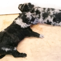 Mudi puppy for sale