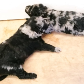 Perros Mudi en venta