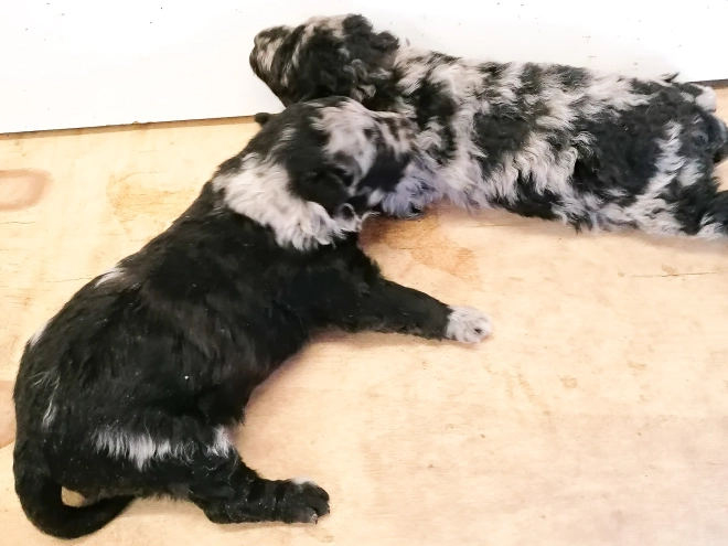 Perros Mudi en venta
