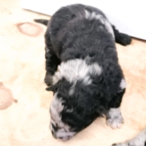 Mudi puppy for sale