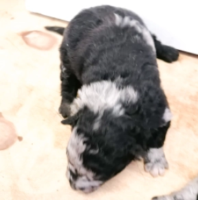 Perros Mudi en venta
