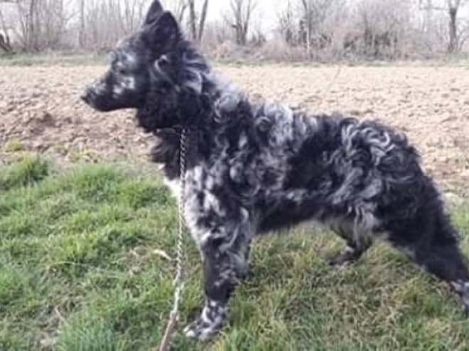 Perros Mudi en venta
