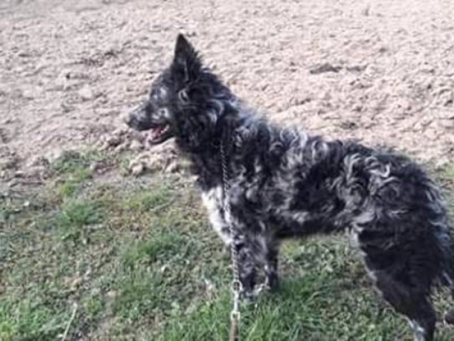 Perros Mudi en venta