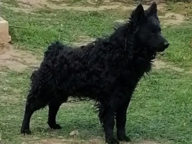 Perros Mudi en venta