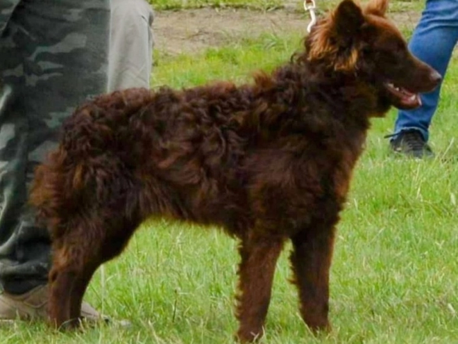 Perros Mudi en venta