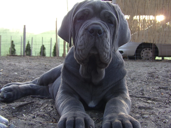 Neapolitan Mastiff puppy for sale