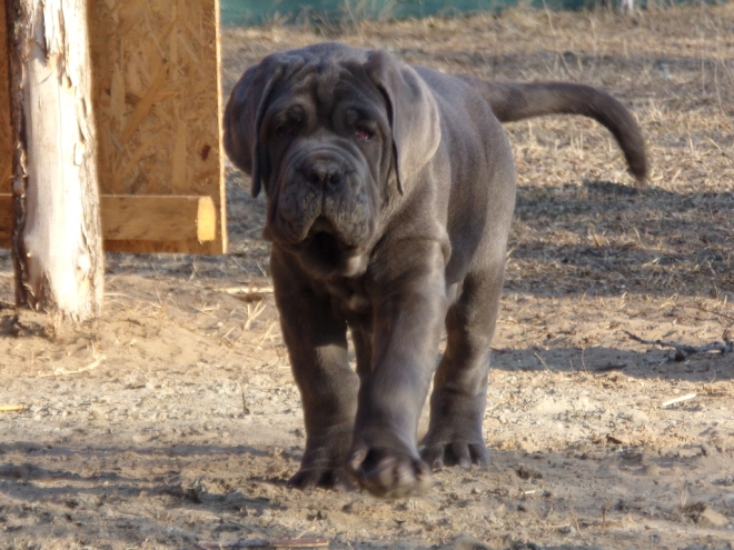 Neapolitan Mastiff puppy for sale