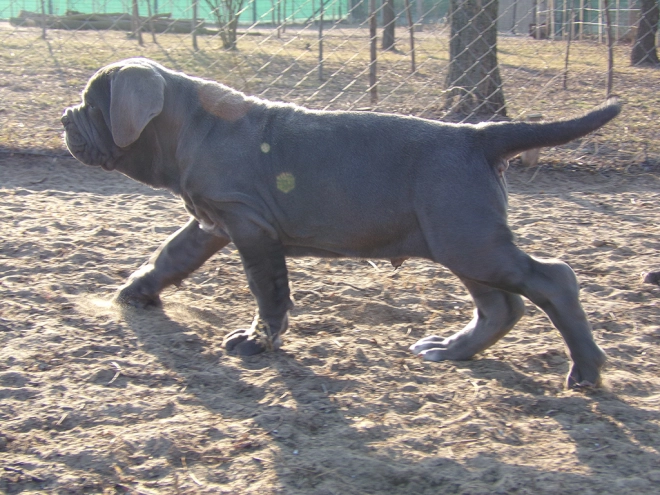 Neapolitan Mastiff puppy for sale