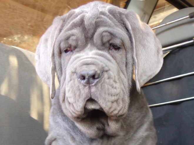 Neapolitan Mastiff puppy for sale