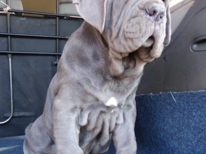 Neapolitan Mastiff puppy for sale