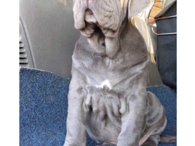 Neapolitan Mastiff puppy for sale