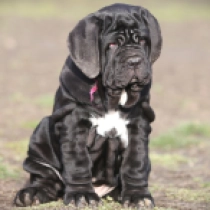 Neapolitan Mastiff puppy for sale