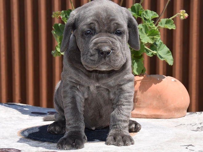 Mastino Neapolitano Welpe kaufen
