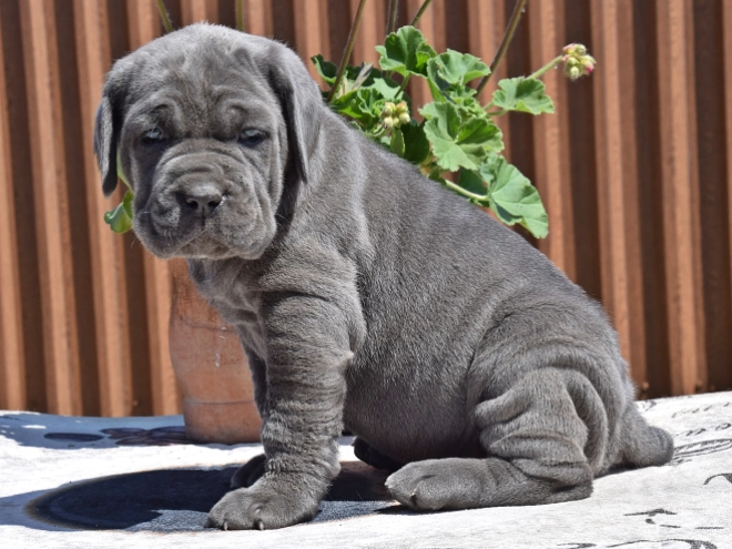 Mastino Neapolitano Welpe kaufen
