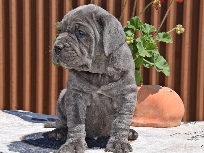 Mastino Neapolitano Welpe kaufen