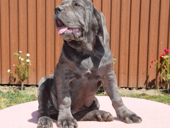 Neapolitan Mastiff puppy for sale