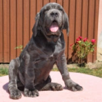 Alonza, grey Mastín Napolitano en venta