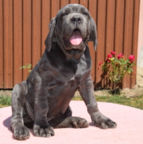 Neapolitan Mastiff puppy for sale