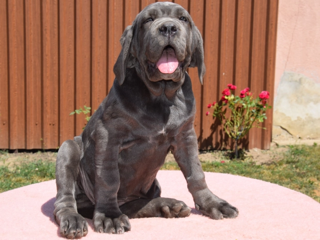 Neapolitan Mastiff puppy for sale