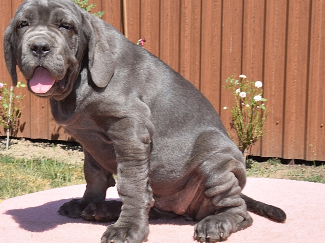 Neapolitan Mastiff puppy for sale