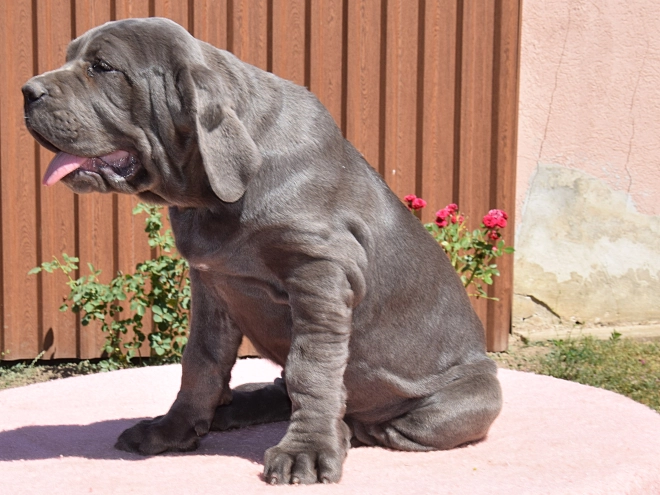 Neapolitan Mastiff puppy for sale