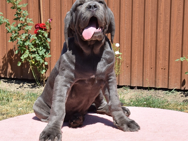Neapolitan Mastiff puppy for sale