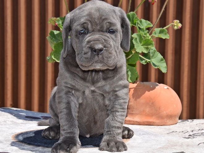 Mastino Neapolitano Welpe kaufen