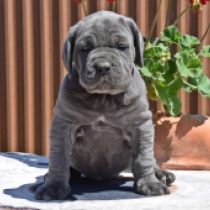 Alonza, grey Neapolitan Mastiff for sale