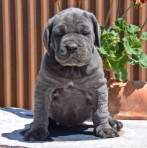 Mastino Neapolitano Welpe kaufen