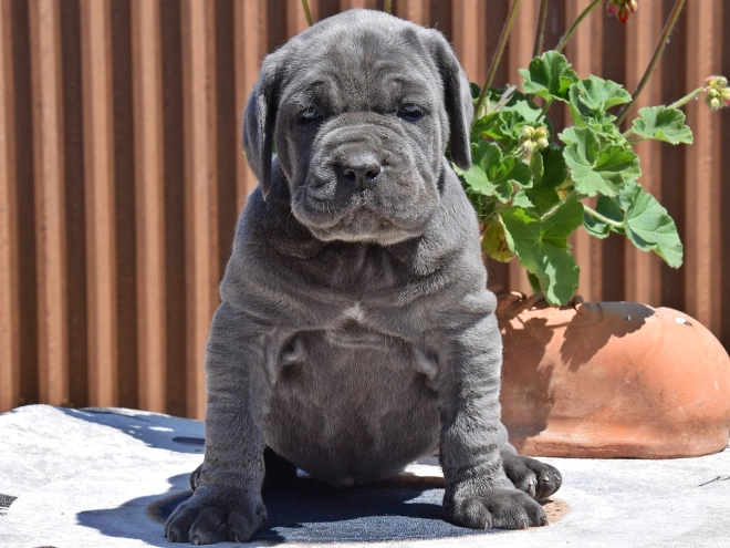 Mastino Neapolitano Welpe kaufen