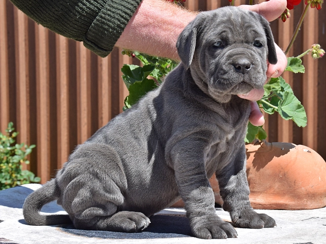 Mastino Neapolitano Welpe kaufen