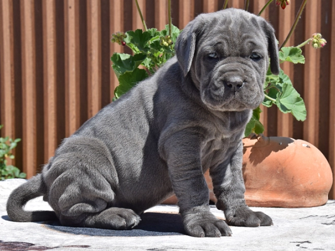 Mastino Neapolitano Welpe kaufen