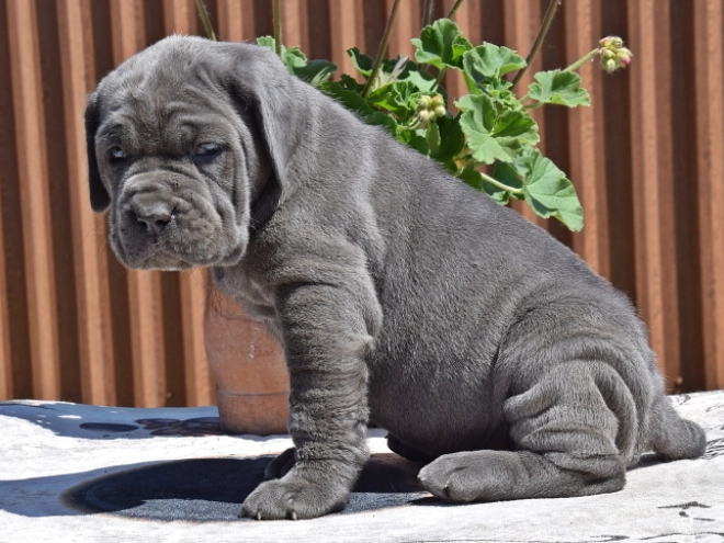 Mastino Neapolitano Welpe kaufen